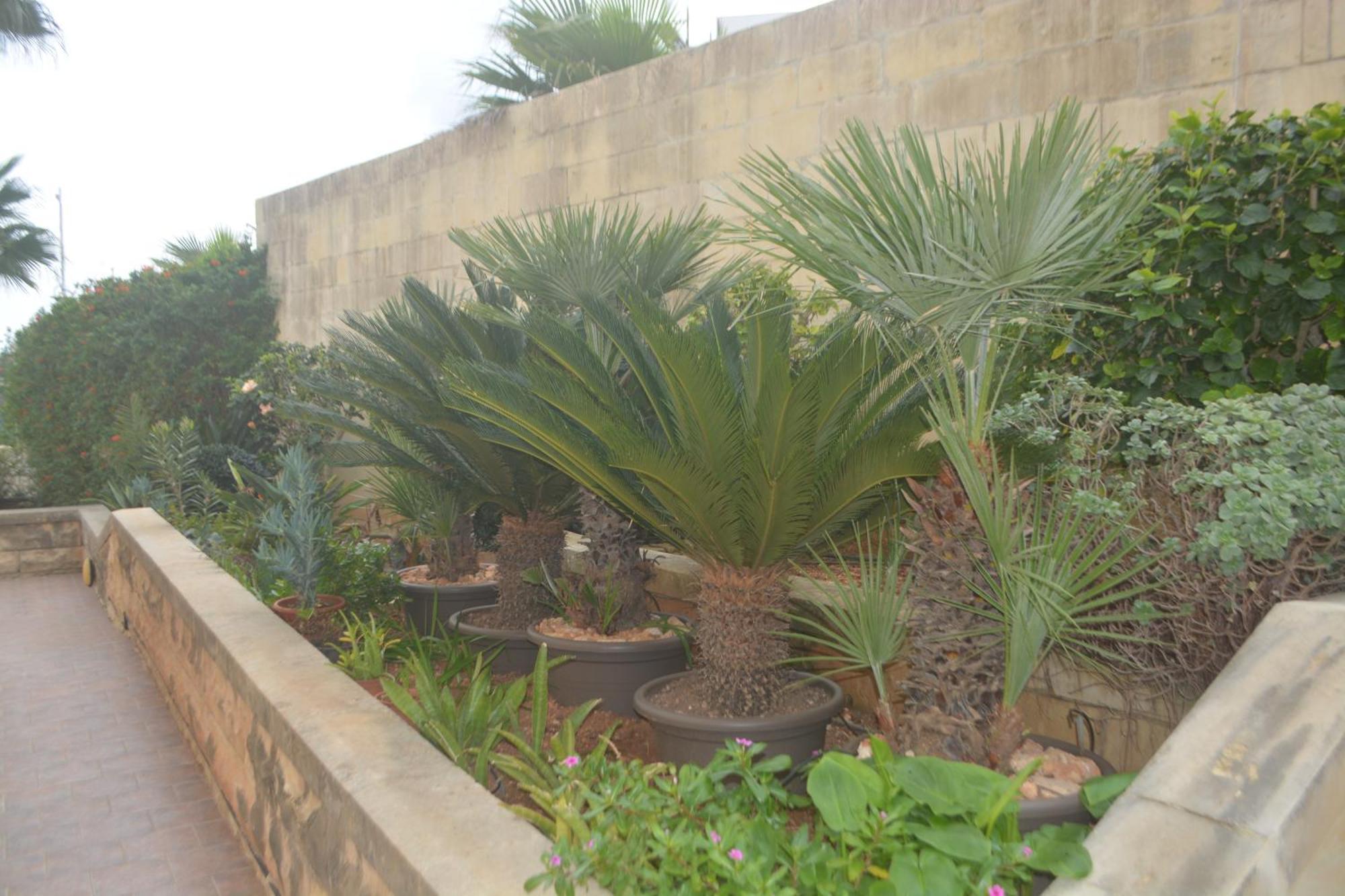 Lyss 2 Mellieħa